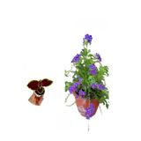 Duranda Ağaç Menekşesi Çiçeği 1 Adet Saksılı 30-60Cm +Yaprak Güzeli