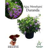 Duranda Mor Ağaç Menekşesi Çiçeği 1 Adet 30-60 cm Saksılı +Yaprak Güzeli