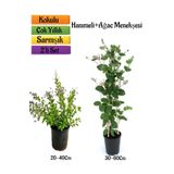 Duranta/Mor Ağaç Menekşesi+Kokulu Hanımeli Çiçeği Fidanı 2'li Bahçe Peyzaj Seti, BTS0001NA2306