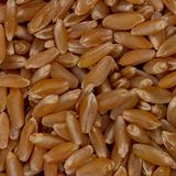 Durum Buğdayı 25 Kg