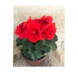 düşbahçem peyzaj Sardunya Çiçeği Fidanı Saksıda Kırmızı Renk 10-20 cm