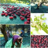 Dut Toplama Filesi – Yüzde 75LIK – Yeşil – Düz - 3 Metre x 11 Metre - Seçenek 1
