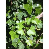 Duvar Sarmaşığı ( Hedera Helix ) 20-50CM Kaya Sarmaşığı Fidanı