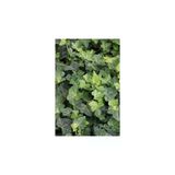Duvar Sarmaşığı ( Hedera Helix) Kaya Sarmaşığı Fidanı 10-20 Cm