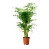 e-fidanci Areka Palmiyesi 140-160cm