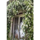 e-fidanci Star Arap Yasemini,rhyncospermum Jasminoides +100 Cm Saksıda 1.kalite