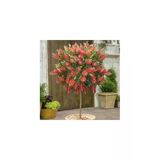 E-Fidancım 30-60 cm Tüplü Fırça Çalısı Fidanı