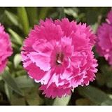 E-Fidancım 50 Adet Çin Pembesi Dianthus Çiçeği Tohumu