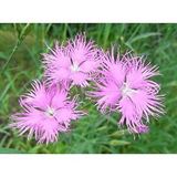 E-Fidancım 50 Adet Püsküllü Pembe Dianthus Çiçeği Tohumu