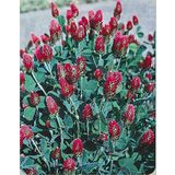 E-Fidancım 50 Adet Red Love Trifolium Çiçeği Tohumu