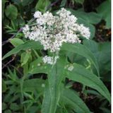E-Fidancım 50 Adet Şifali Boneset Çiçeği Tohumu