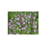 E-Fidancım 50 Adet Sweet Lady Penstemon Çiçeği Tohumu