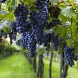 E-fidancim Açık Kök Cabernet Sauvignon Üzüm(Asma-Bağ) Fidanı