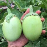 e-fidancim Apple Green Etli Patlıcan Tohumu (15 tohum)