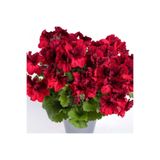 E-fidancim Aristo Deep Red Sardunya Canan Çiçeği Fidesi (1 adet)