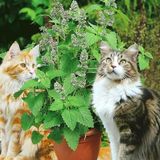 e-fidancim Ata Tohumları Geleneksel Catnip Kedi Nanesi Tohumu (20 tohum )