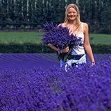E-fidancım Ata Tohumları Geleneksel Lavandula Angustifolia Lavanta Çiçeği Tohumu(50 Adet)