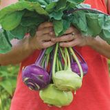 e-fidancim Ata Tohumları Geleneksel Mixed Kohlrabi (Alabaş) Tohumu (15 Tohum)