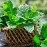 e-fidancim Ata Tohumları Geleneksel Peppermint Nane Tohumu (150 tohum)