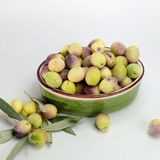 E-fidancım Ayvalık Edremit Zeytin Fidanı