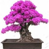 e-fidancim Bonsai İçin Uygun Erguvan Ağacı Tohumu (5 tohum)