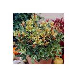 E-fidancim Çiçekleri Kokulu Herdem Yeşil Osmanthus Heterophyllus Tricolor Fidanı Soğuklara Dayanıklı