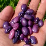 e-fidancim Geleneksel Purple Sırık Fasulye Tohumu (10 tohum)