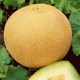e-fidancim Geleneksel Tohumları Kokulu Ananas Kavun Tohumu Gali Tipi (20 tohum)