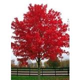 E-fidancim ithal Acer palmatum Atropurpureum Fidanı (60-80 cm)