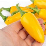 e-fidancim Jalepeno Yellow Çok Acı Biber Tohumu (15 adet)