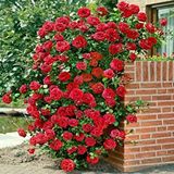 E-fidancım Kokulu Red Beauty Kırmızı Yediveren Sarmaşık Gül Tohumu (5 Tohum)