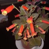 E-fidancim Koleksiyonluk Brasil Gem Kohleria Japon Küpelisi Çiçeği Fidesi (Mini Potta)