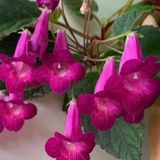 e-fidancim Koleksiyonluk X Smithicodonia Joy Kohleria Japon Küpelisi Çiçeği Fidesi (Mini Potta