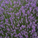 E-fidancim Lavandula Angustifolia Lavanta Çiçeği Tohumu(10 gram)