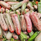 e-fidancim Nadir Ata Tohumları Jalapeno Farmers Biber Tohumu (10 tohum)