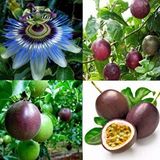 E-fidancım Passiflora Edulis Maruçya Tohumu (3 Adet)