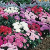 e-fidancim Pastel Renkler Karışık Pompon Aster Çiçeği Tohumu(50 tohum)