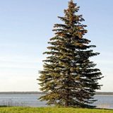 E-fidancim Picea Abies Batı Ladini Tohumu (20 tohum)
