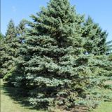 E-fidancim Picea Glauca Beyaz Ladin Tohumu (10 Tohum)