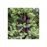 E-fidancim Picea Likiangensis Çin Ladini Tohumu (10 Tohum)