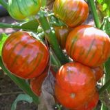 e-fidancim Rossa Di Rotonda Etli Yumurta Patlıcan Tohumu (15 tohum)
