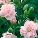 E-fidancım Soft Pembe La France Karanfil Çiçeği Tohumu(25 Tohum)