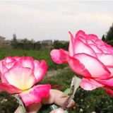 E-Fidancım Tüplü Aşılı Yediveren Rozguçar Pembe Beyaz Gül Fidanı