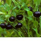 E-Fidancım Tüplü Bilberry Doğal Likapa Fidanı