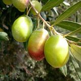 E-fidancım Tüplü Çok İri Meyveli Domat Zeytin Fidanı