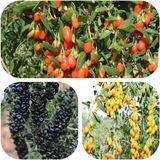 e-fidancim Tüplü Goji Berry Fidanı Paketi (Siyah-Sarı-Kırmızı Tek Pakette)
