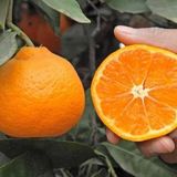 E-fidancim Tüplü Kokulu Çekirdeksiz Aroması Yüksek Okitsu Mandalina Fidanı