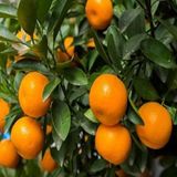 E-fidancım Tüplü Soğuklara Dayanıklı Satsuma Rize Mandalinası Fidanı