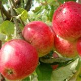E-fidancım Tüplü Yarı Bodur Early Red One Elma Fidanı