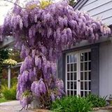 E-fidancım Tüplü Yoğun Kokulu Wisteria Sinensis Mor Salkım Fidanı (40-60 Cm)